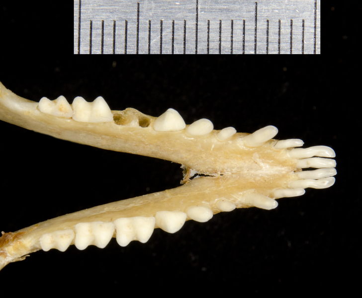 Deuterostomia