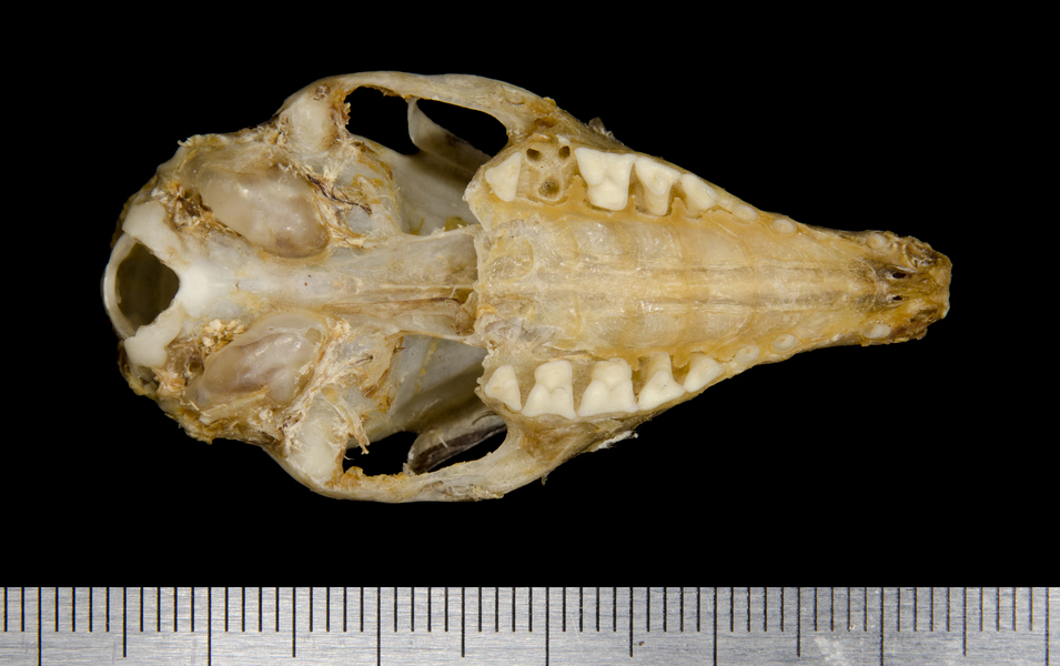 Craniata