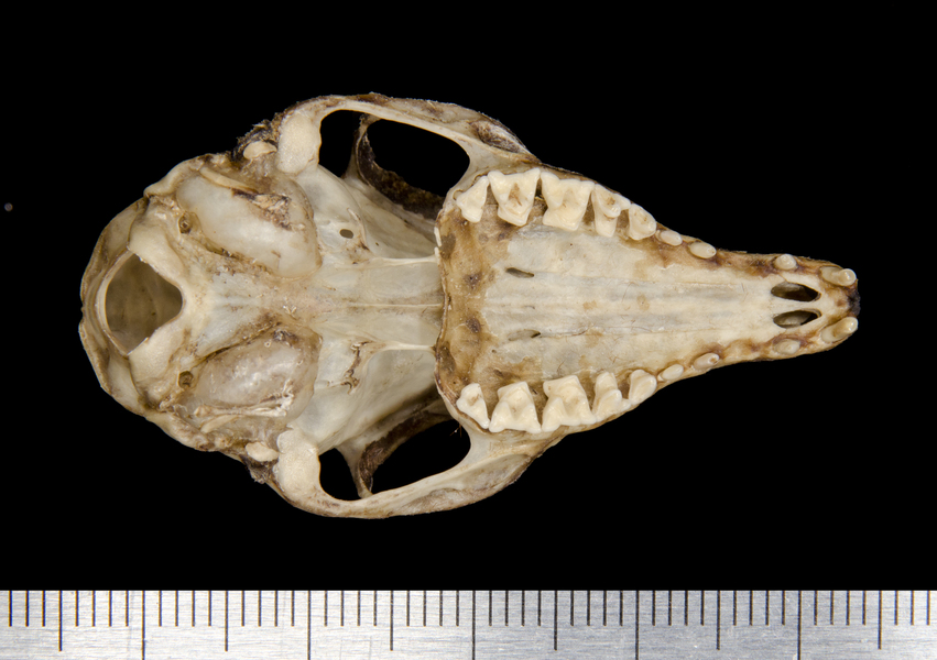 Craniata