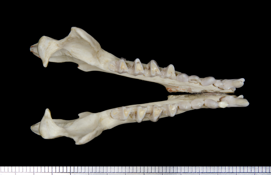 lower_dorsal6180