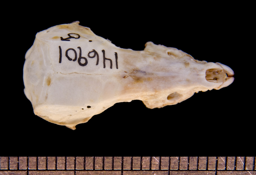 dorsal6357