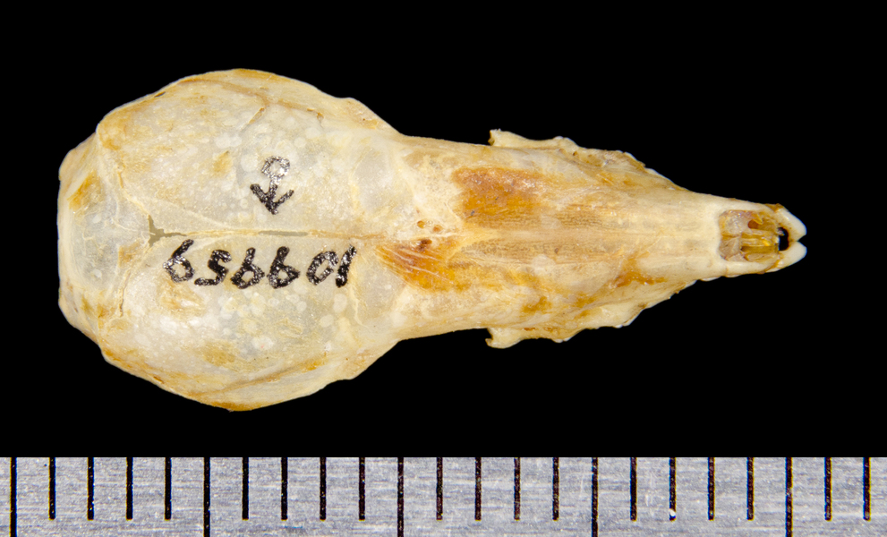 dorsal8640