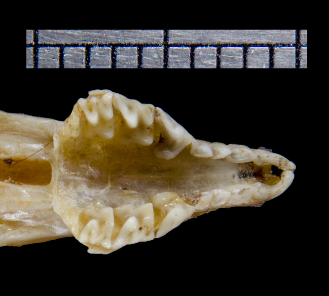 Euteleostomi