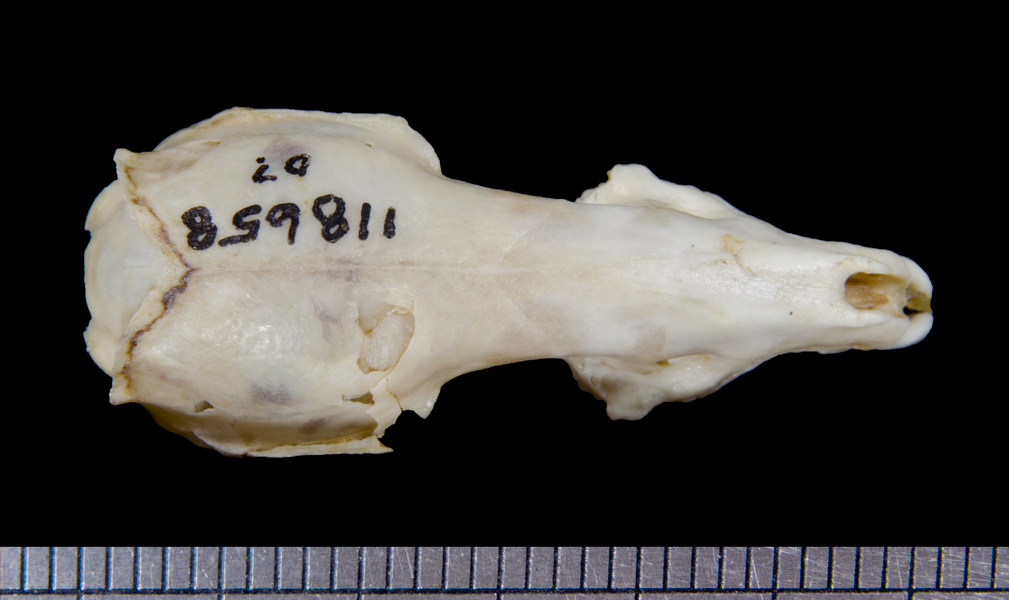 dorsal6089