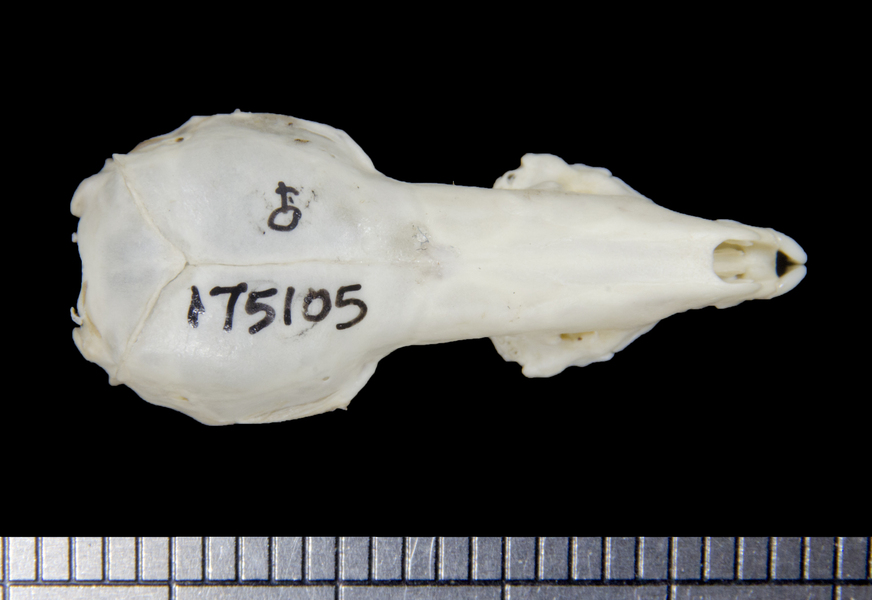 dorsal6100