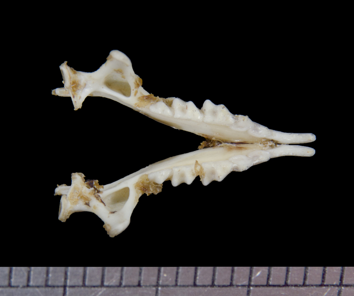 lower_dorsal6099