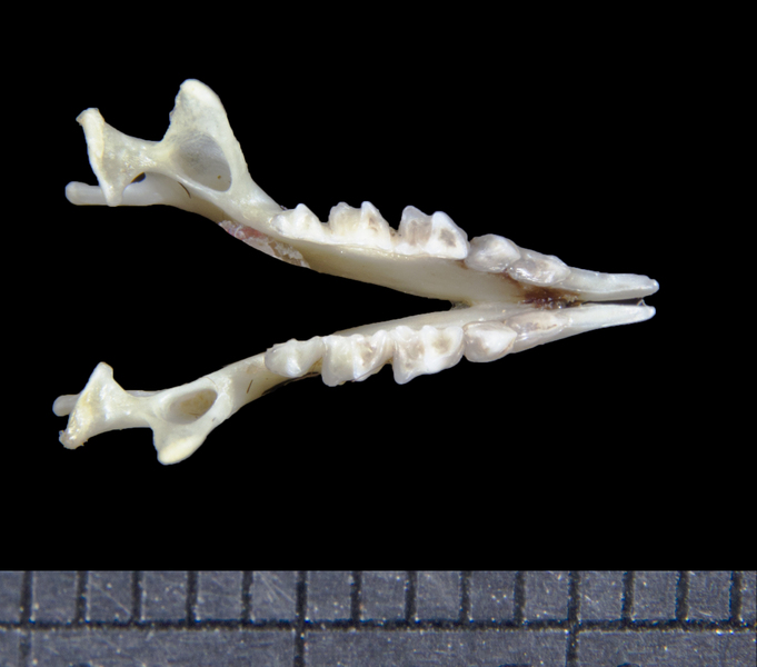 lower_dorsal6122