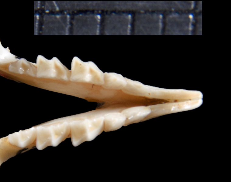 Euteleostomi