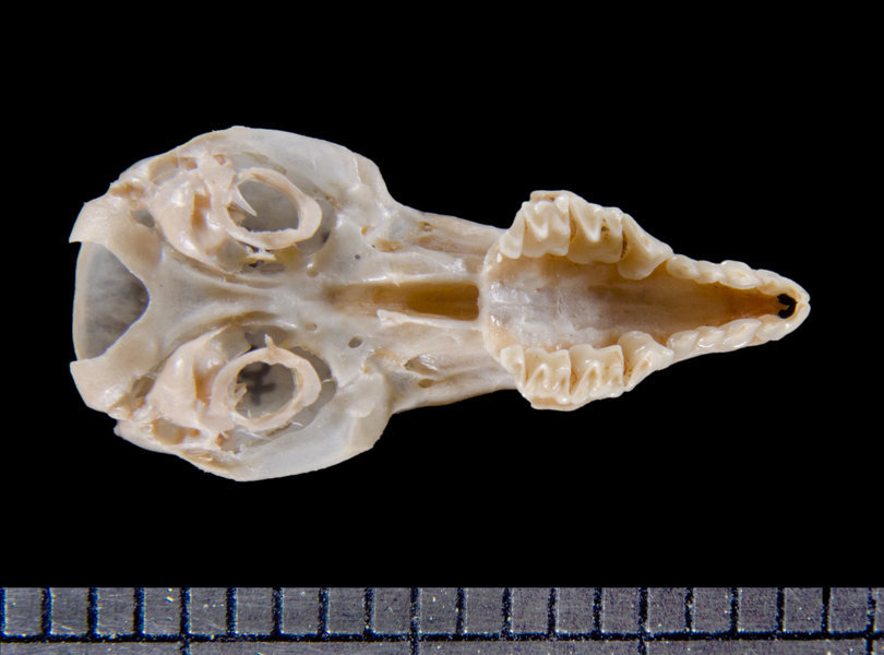 ventral6128