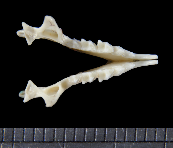 lower_dorsal6137