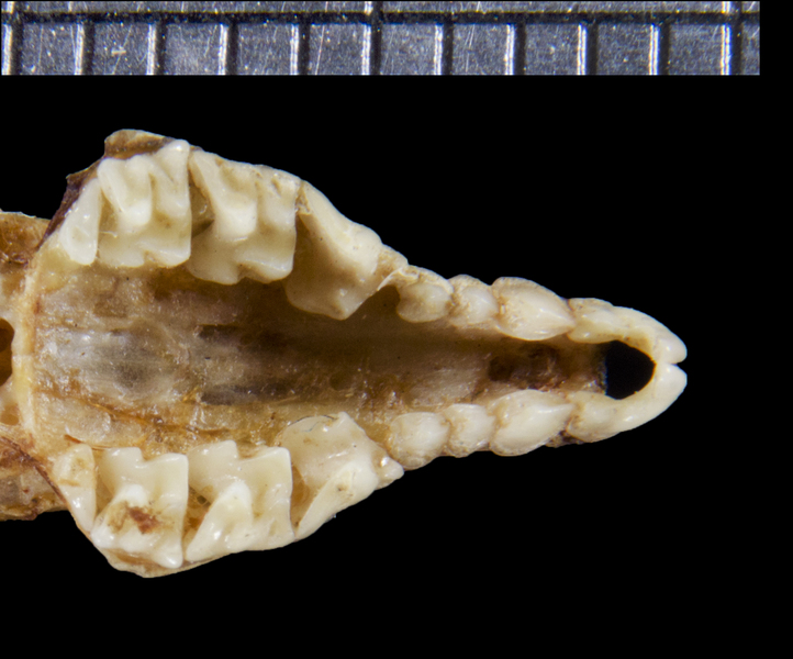 Deuterostomia