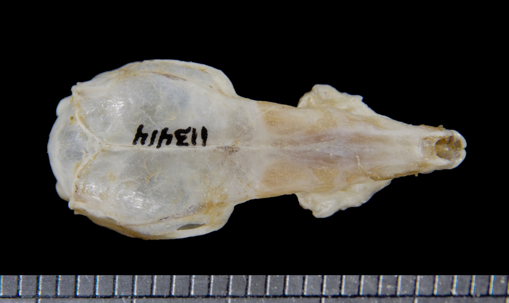 dorsal6138