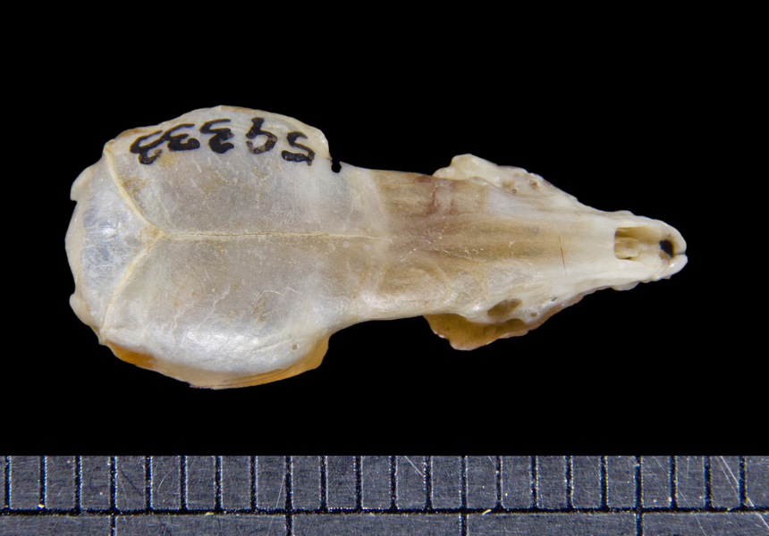 dorsal6063