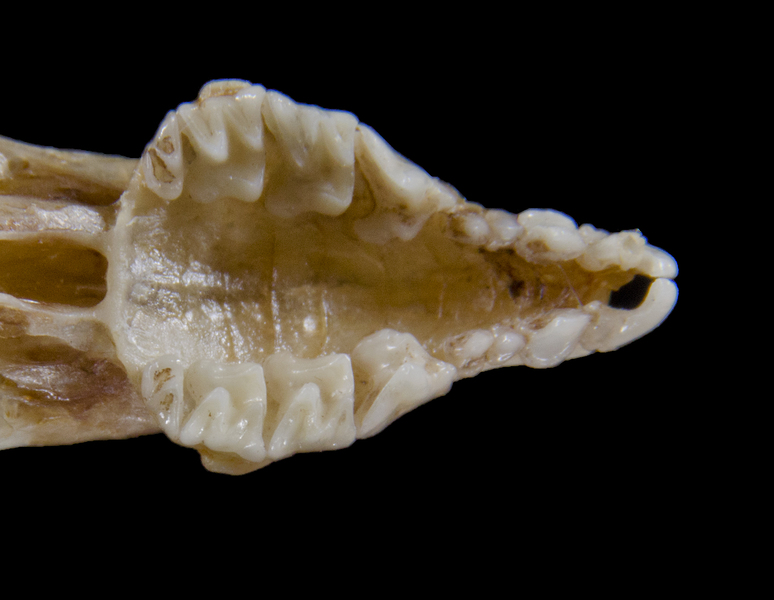 Deuterostomia