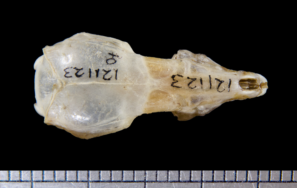 Euteleostomi