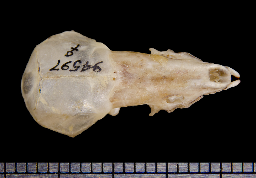 dorsal6362