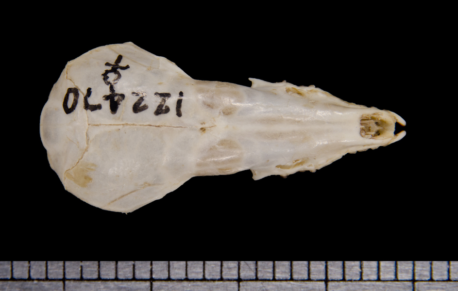 dorsal6384