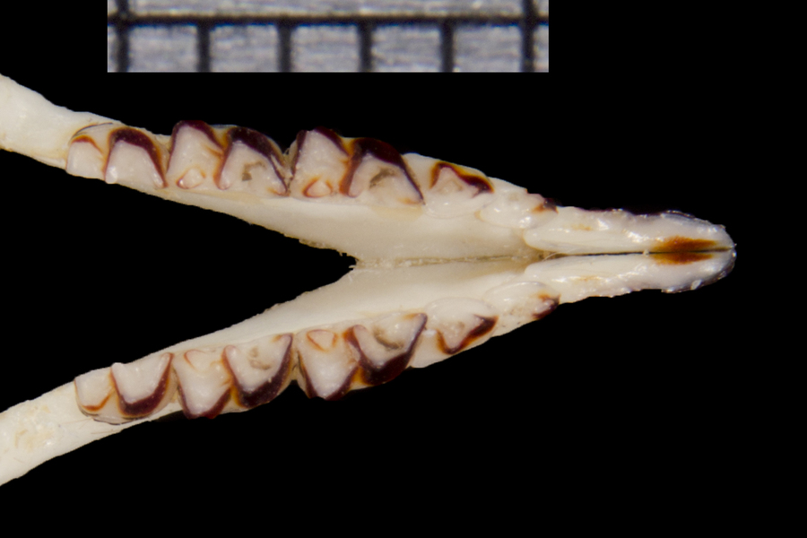 Vertebrata