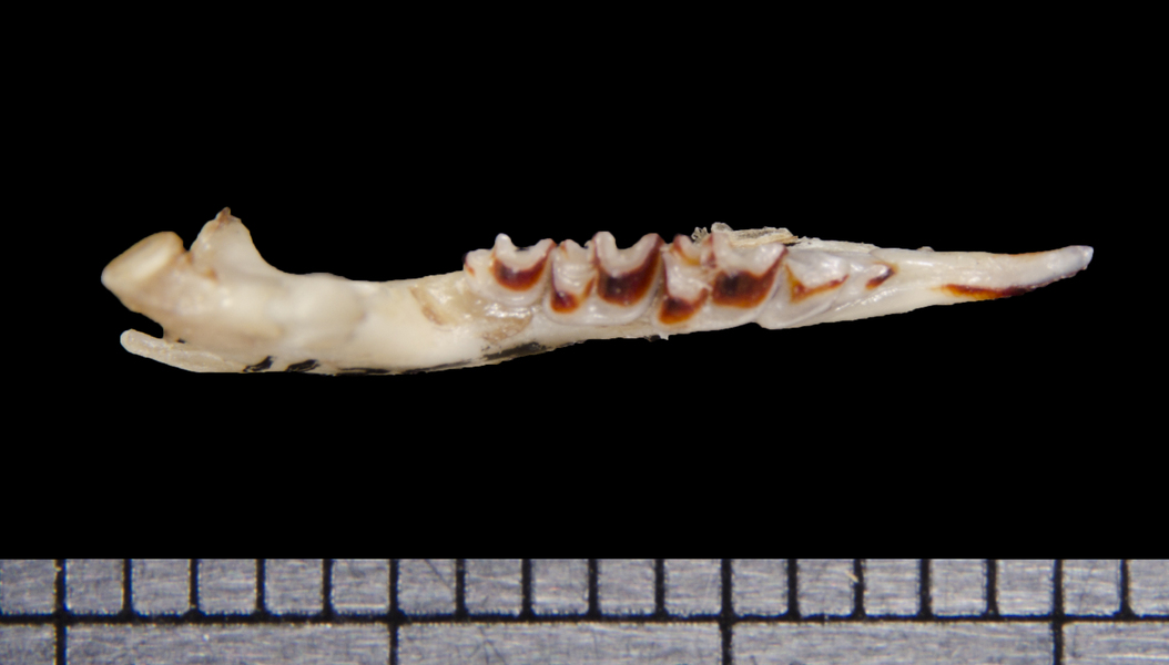 Vertebrata