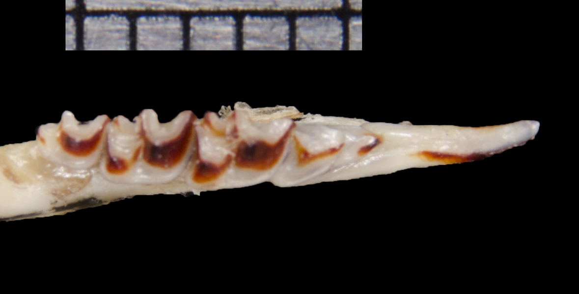 Deuterostomia