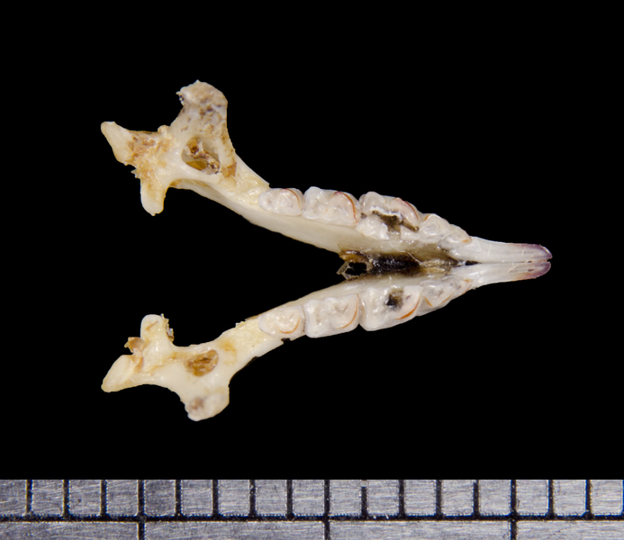 lower_dorsal6411