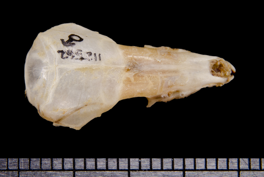 dorsal6390