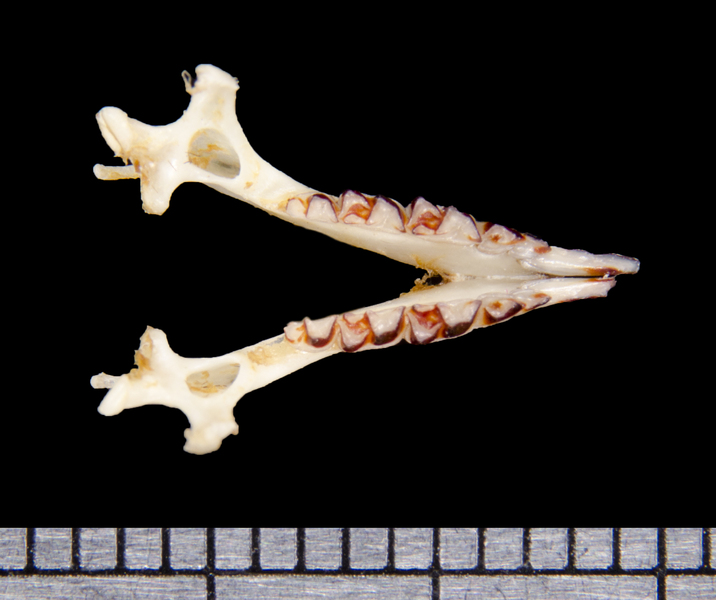 lower_dorsal6393