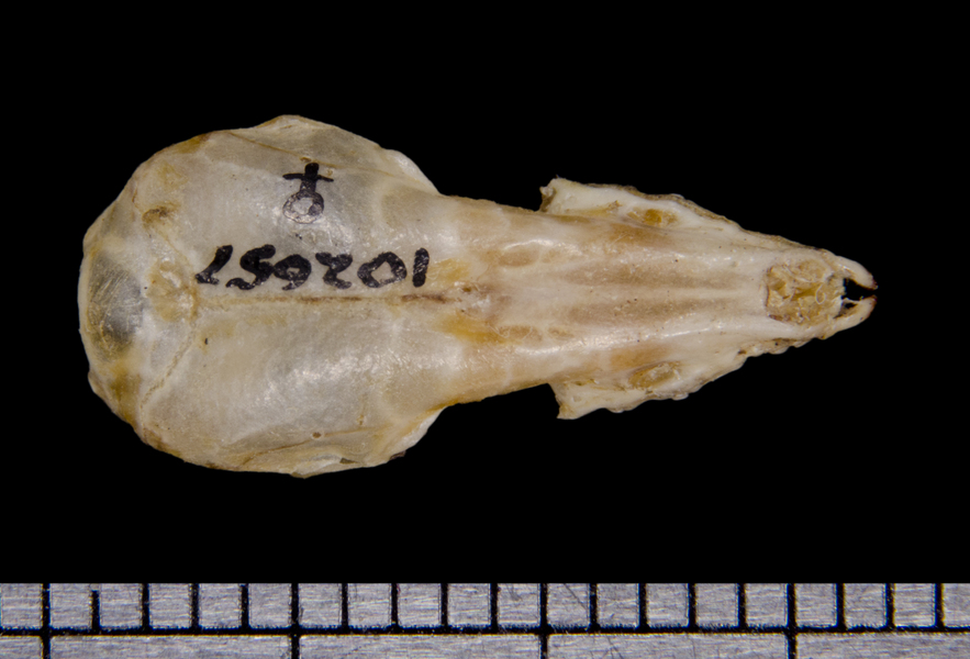 dorsal6425