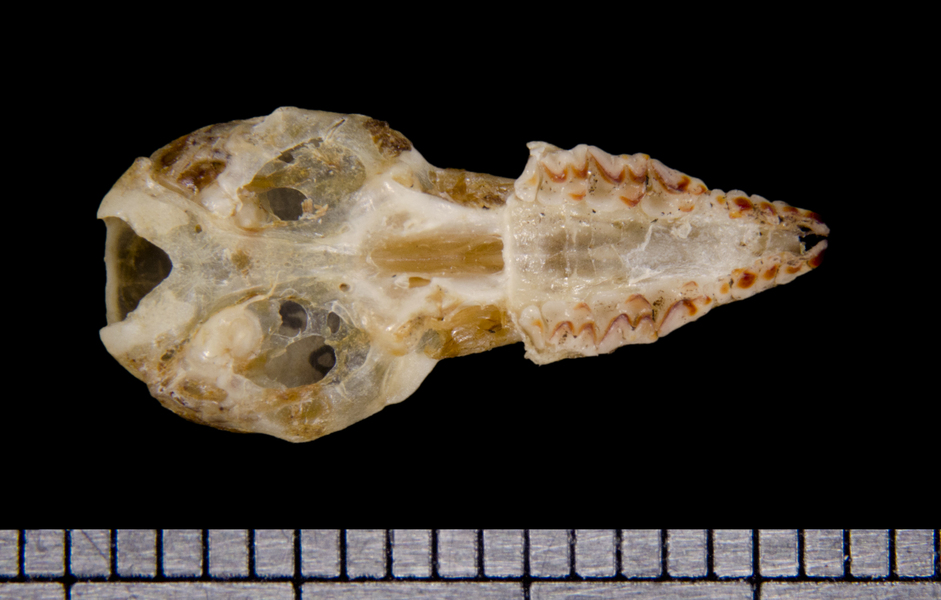 ventral6428