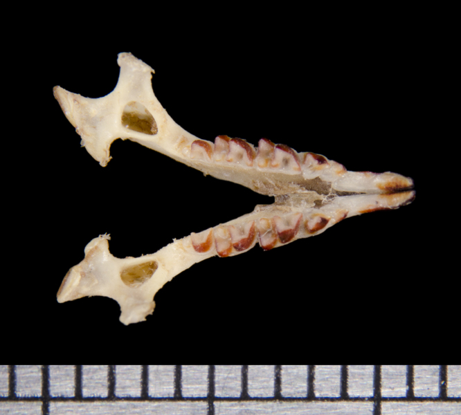 lower_dorsal6434