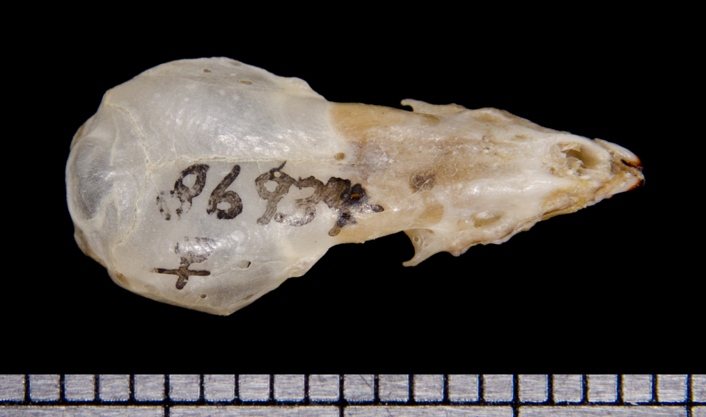 dorsal6413