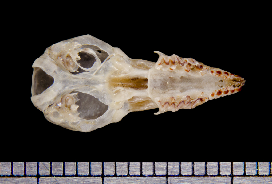 ventral6416