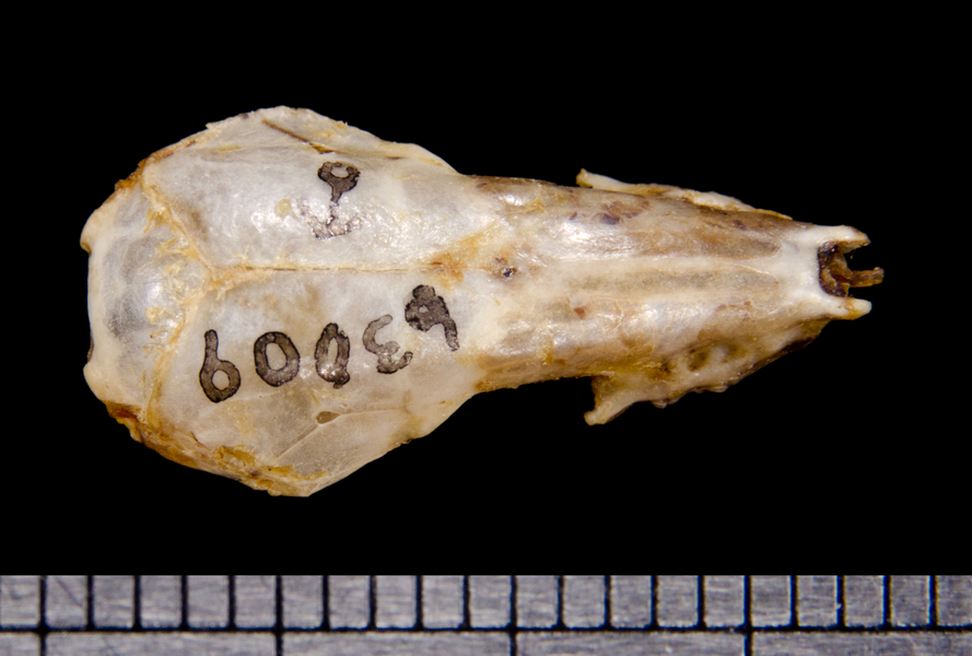 dorsal6419