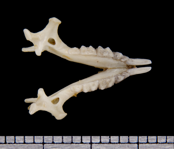 lower_dorsal6450