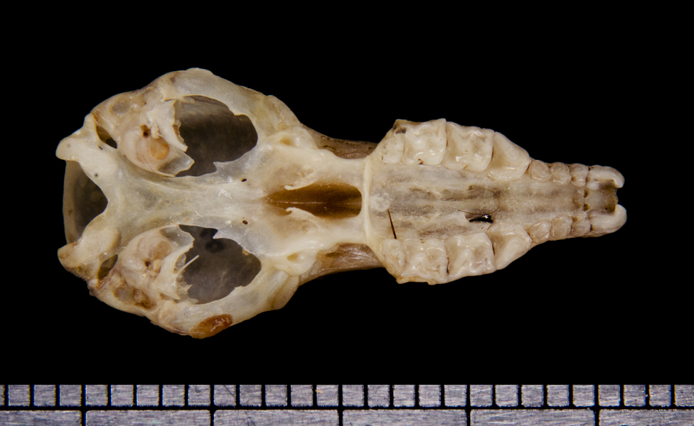 ventral6449