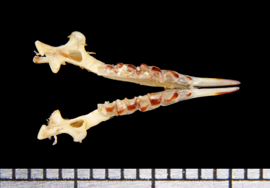 lower_dorsal6440