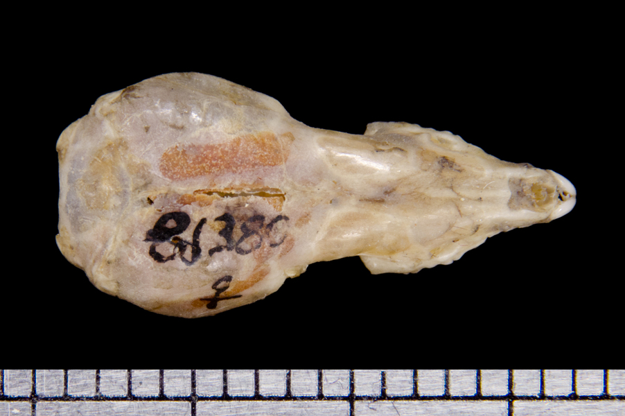 dorsal6442