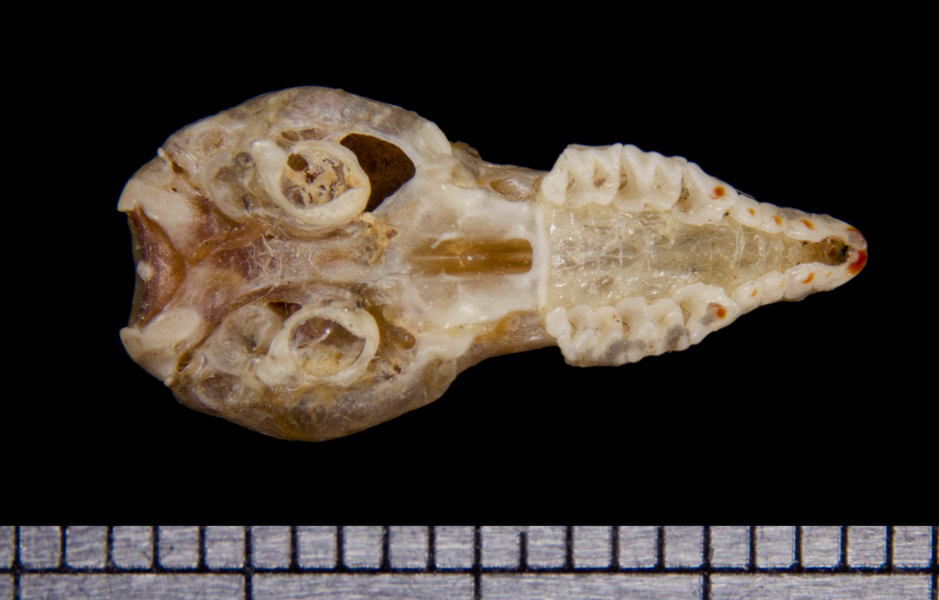 ventral6444