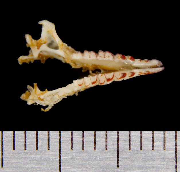 Eumetazoa