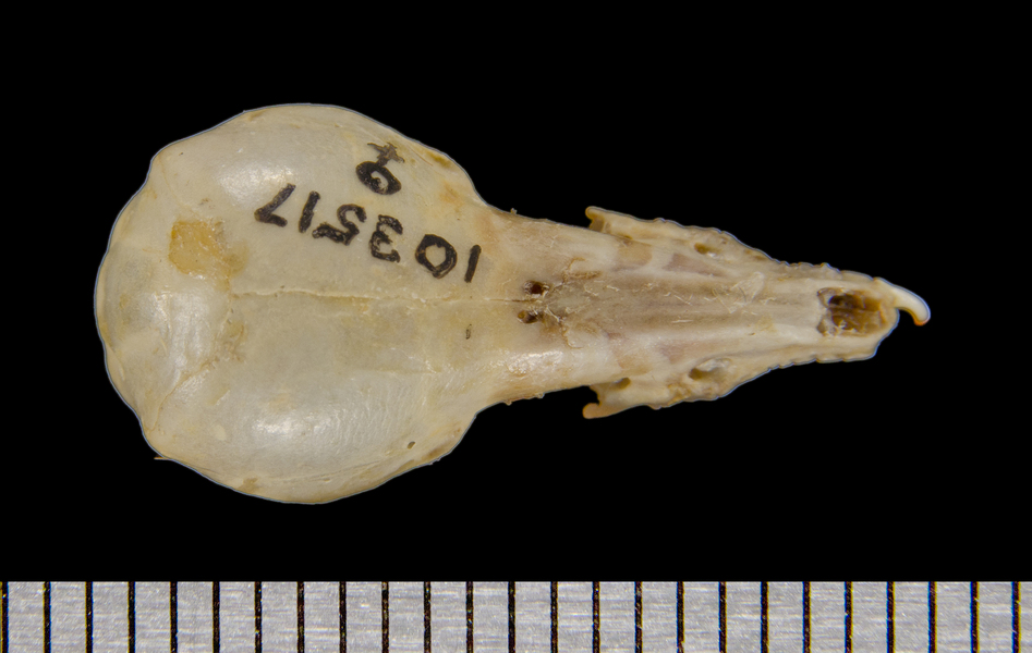 dorsal8487