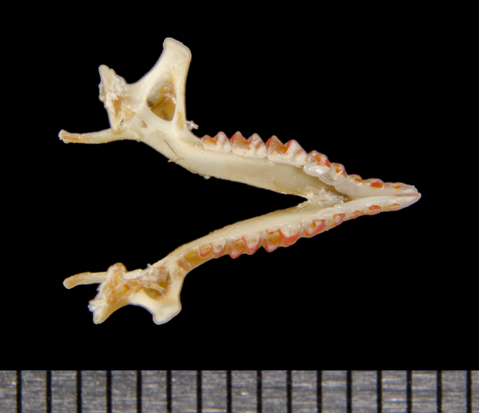 Deuterostomia