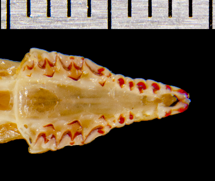 Deuterostomia