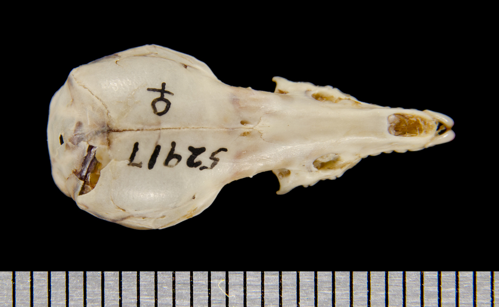 dorsal8498