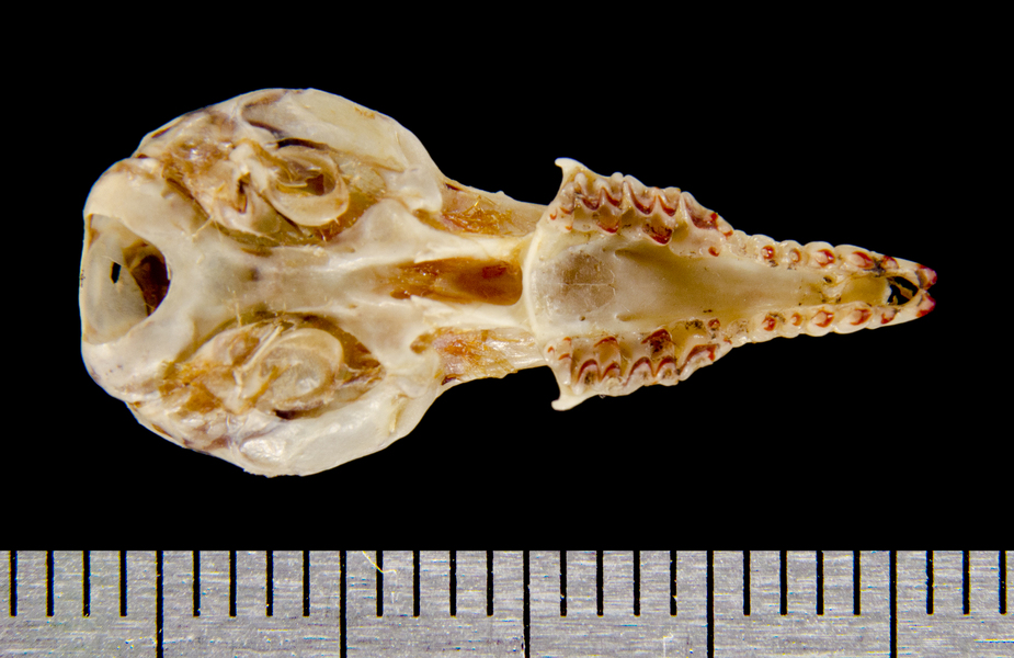 Craniata