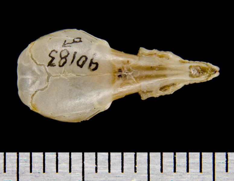 dorsal8522