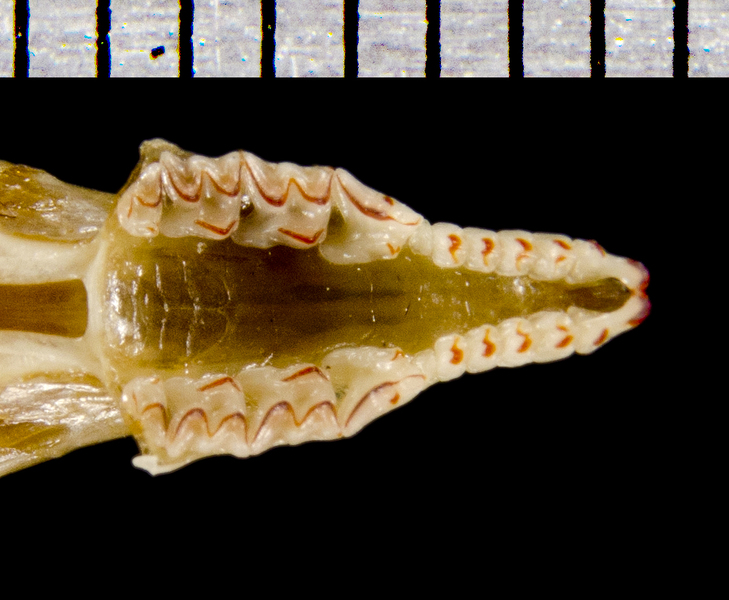 Deuterostomia