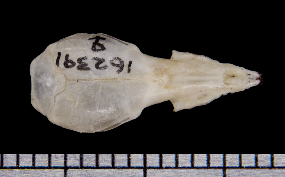 dorsal6452