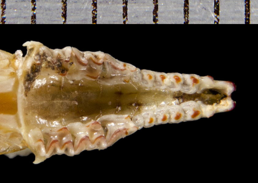 Deuterostomia