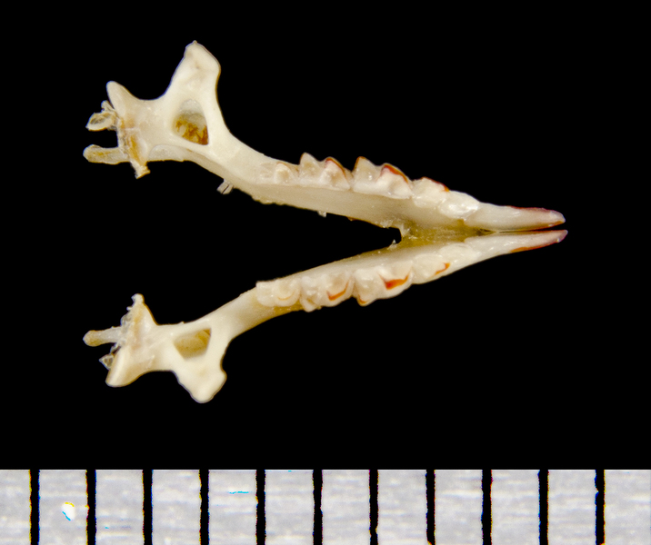 lower_dorsal8535