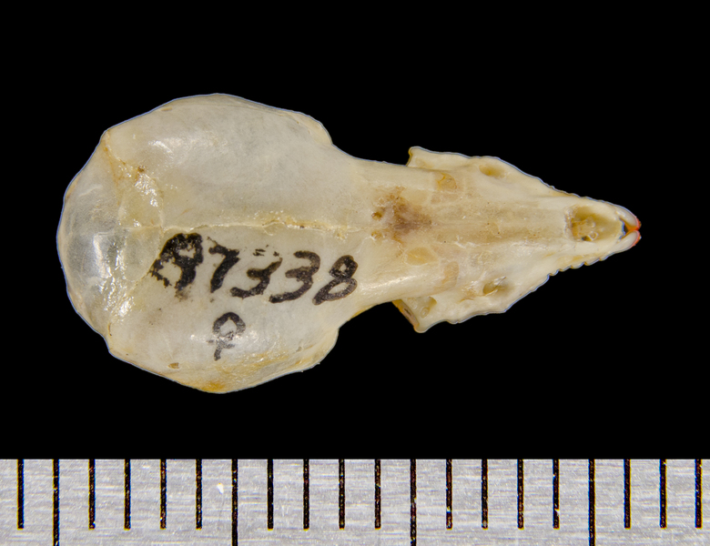 dorsal8537